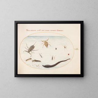 Planches 56: Water scorpion, water meter, pond skater, red mite, leech, and other aquatic insects - Joris Hoefnagel — framed artwork on a wall