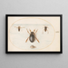 Planche 57 A dytique and two views of a notonecte - Joris Hoefnagel — framed artwork on a wall