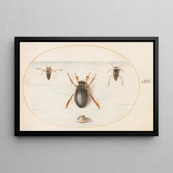 Planche 57 A dytique and two views of a notonecte - Joris Hoefnagel — framed artwork on a wall