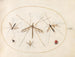 Platine 57 A ladybug, a fly, and four other insects - Joris Hoefnagel — artwork view