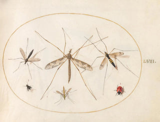 Platine 57 A ladybug, a fly, and four other insects - Joris Hoefnagel — artwork view