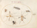 Platine Painting 58 A bee and five other insects - Joris Hoefnagel — artwork view