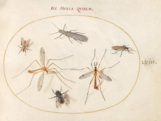 Platine Painting 58 A bee and five other insects - Joris Hoefnagel — artwork view
