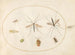 Platine Painting 59 Sept insects, including a hawthorn shield insect, crane flies, and a hoverfly - Joris Hoefnagel — artwork view