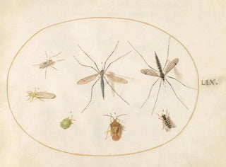Platine Painting 59 Sept insects, including a hawthorn shield insect, crane flies, and a hoverfly - Joris Hoefnagel — artwork view