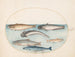 Planche 5 Three catfish, one salmon, and two other fish - Joris Hoefnagel — artwork view
