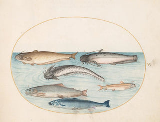 Planche 5 Three catfish, one salmon, and two other fish - Joris Hoefnagel — artwork view