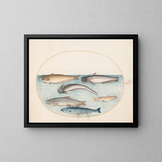 Planche 5 Three catfish, one salmon, and two other fish - Joris Hoefnagel — framed artwork on a wall