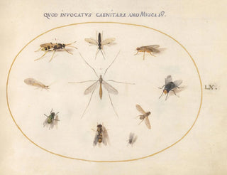 Plant 60 Flies and other insects - Joris Hoefnagel — artwork view