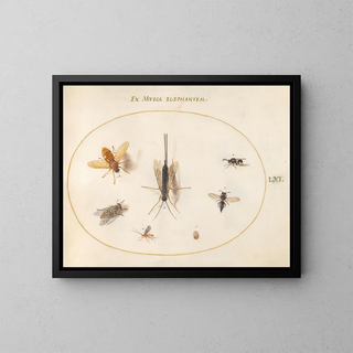 Platine 61 Sept insectes dont des mouches - Joris Hoefnagel — framed artwork on a wall
