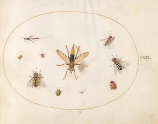Platine 62 Ten insects - Joris Hoefnagel — artwork view