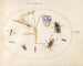Plant Painting 63 A dragonfly, a spotted longhorn beetle, a necrophore, and other insects with a blue and white columbine - Joris Hoefnagel — artwork view