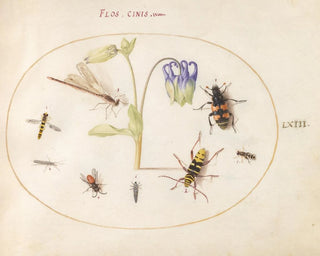 Plant Painting 63 A dragonfly, a spotted longhorn beetle, a necrophore, and other insects with a blue and white columbine - Joris Hoefnagel — artwork view