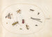 Planche 64, eleven insects including a dragonfly and a longhorn beetle - Joris Hoefnagel — artwork view