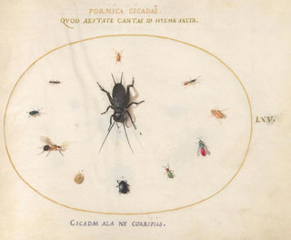 Platinum Painting 65 A cricket surrounded by insects, including a ruby-tailed wasp - Joris Hoefnagel — artwork view