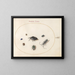 Platine 66 Two oily beetles, a longhorn beetle and four other insects - Joris Hoefnagel — framed artwork on a wall