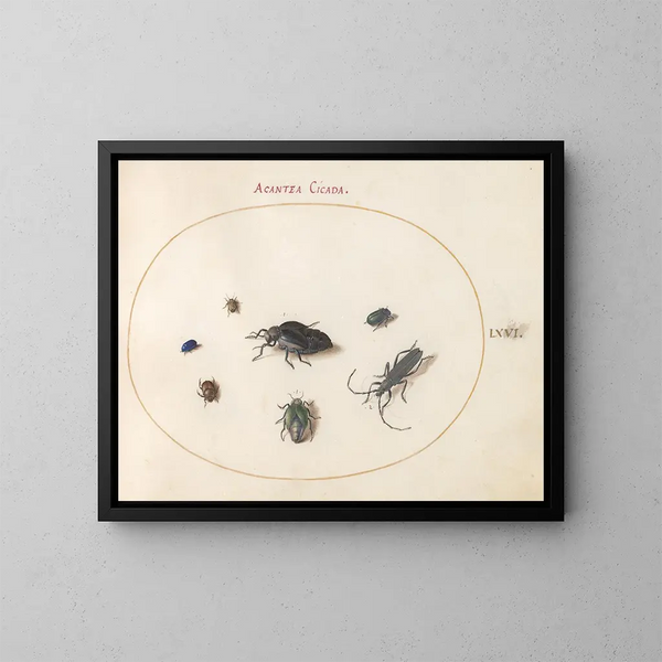 Platine 66 Two oily beetles, a longhorn beetle and four other insects - Joris Hoefnagel — framed artwork on a wall