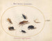 Platine 67 Sept insects including a white butterfly and a bee - Joris Hoefnagel — artwork view