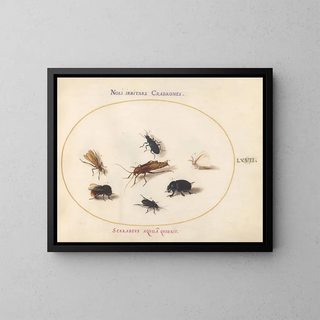 Platine 67 Sept insects including a white butterfly and a bee - Joris Hoefnagel — framed artwork on a wall