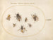 Platine Painting 68 Sept bees and flies - Joris Hoefnagel — artwork view