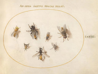 Platine Painting 68 Sept bees and flies - Joris Hoefnagel — artwork view