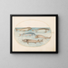 Planche 6 Cinq silures et un esturgeon - Joris Hoefnagel — framed artwork on a wall