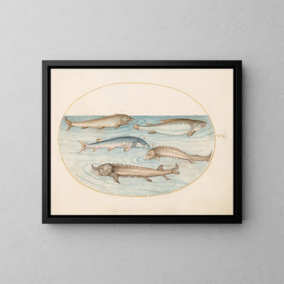 Planche 6 Cinq silures et un esturgeon - Joris Hoefnagel — framed artwork on a wall