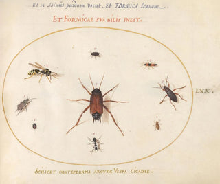 Planche 70: A gardon surrounded by insects - Joris Hoefnagel — artwork view