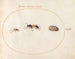 Platine Painting 71 Two wasps and a guinea pig - Joris Hoefnagel — artwork view