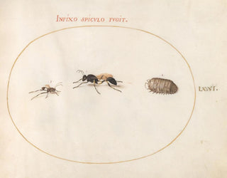 Platine Painting 71 Two wasps and a guinea pig - Joris Hoefnagel — artwork view