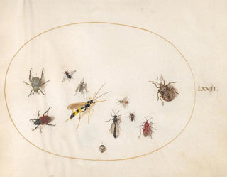 Platine Painting 72: Shield bugs, cinnamon bug, wasp, and other insects - Joris Hoefnagel — artwork view
