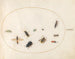 Platine 73 Ten insects - Joris Hoefnagel — artwork view