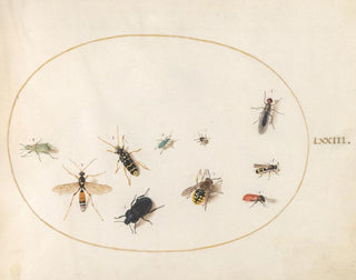 Platine 73 Ten insects - Joris Hoefnagel — artwork view