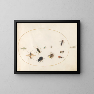 Platine 73 Ten insects - Joris Hoefnagel — framed artwork on a wall