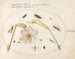 Plant Painting 74 Insects with White Daffodils - Joris Hoefnagel — artwork view
