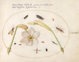 Plant Painting 74 Insects with White Daffodils - Joris Hoefnagel — artwork view