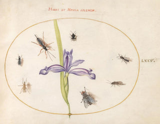 Platine 75 of a fly and other insects with an iris - Joris Hoefnagel — artwork view
