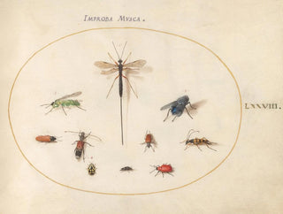 Plate 78 Ten insects including a blue fly - Joris Hoefnagel — artwork view