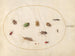 Platine 79 Twelve insects including bugs - Joris Hoefnagel — artwork view