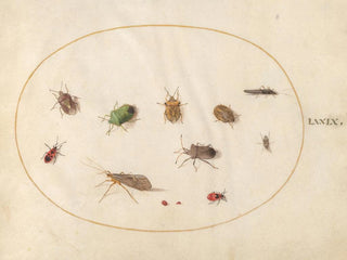 Platine 79 Twelve insects including bugs - Joris Hoefnagel — artwork view