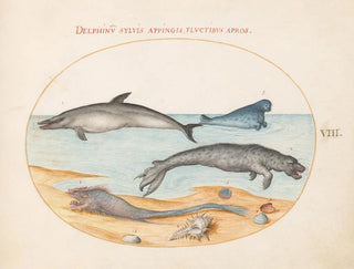Platine Painting 8: A dolphin, two seals, a bréchet, and seashells - Joris Hoefnagel — artwork view