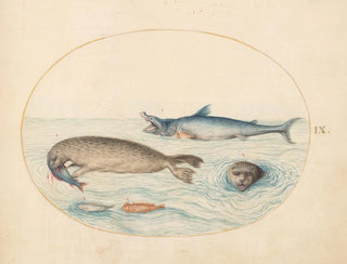 Platine 9 A great white shark, two seals, and two fish - Joris Hoefnagel — artwork view