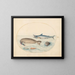 Platine 9 A great white shark, two seals, and two fish - Joris Hoefnagel — framed artwork on a wall