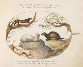 Fouine, vison et hermine - Joris Hoefnagel — artwork view