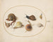 Seven Snails - Joris Hoefnagel — artwork view