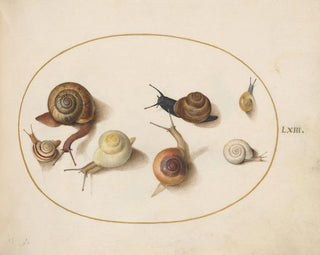 Seven Snails - Joris Hoefnagel — artwork view