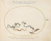 Serpents et un lézard - Joris Hoefnagel — artwork view