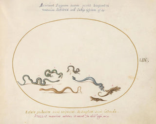 Serpents et un lézard - Joris Hoefnagel — artwork view
