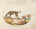 Three Dogs, One Imitator - Joris Hoefnagel — artwork view
