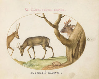Trois types de cerfs avec un loir - Joris Hoefnagel — artwork view